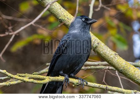 Portrait Of A Jackdaw (coloeus Monedula) Perching On A Branch.