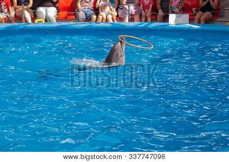 Performance Of Trained Dolphins At A Show In The Dolphinarium, Aquarium. Cute Dolphins Dive And Show