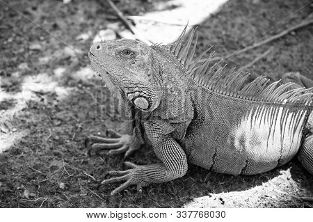 Stunning Nature Of Honduras. Tropical Reptile. Lizard Iguana In Wildlife. Big Lizard At Roatan Hondu