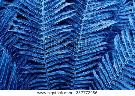 Floral Background. Glowing Fern In Neon Trendy Color Classic Blue. For Lifestyle Blog, Social Media.