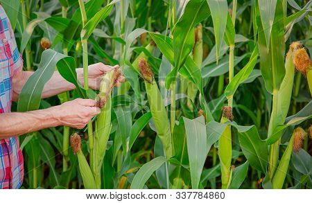 Farmer Checks Plants Image & Photo (Free Trial) | Bigstock