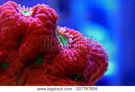 Ultra Red Favia Brain Lps Coral In Macro Photography