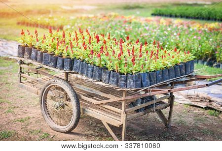 Red Flowers Of Cockscomb In The Nursery Outdoors , Celosia Argentea / Cockscomb Flower Garden In Bla