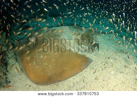 Jenkin's Stingray (Whipray or Ray)