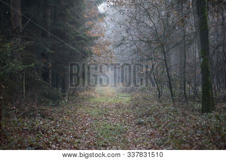Forest Road In Wild Nature Background Dorsten Rhade High Quality