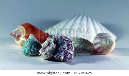 conchas