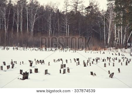 Scenic Winter Nature Landscape Background. Stumps And Snow.