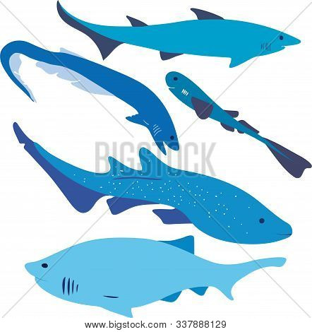 Vector File Of Five Types Of Shark Forms.