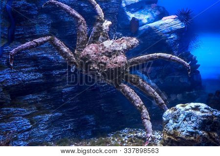 Red King Crab Underwater In Aquarium. Paralithodes Camtschaticus.