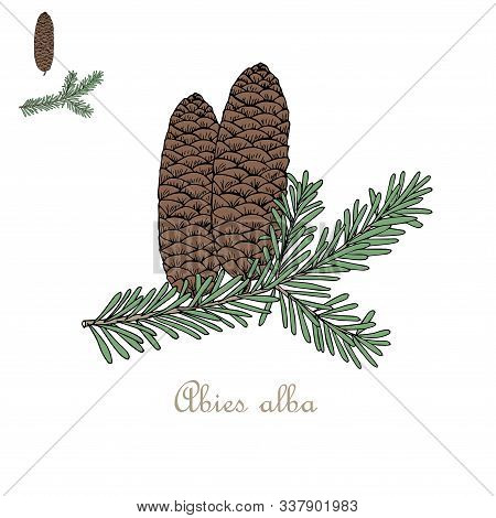 Fir Branch, Cone Art Design Elements Nature Colorful Object Isolated Stock Vector Illustration For W