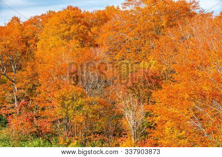 Colorful Forest Of Autumn On The Mountain In Towada Hachimantai National Park, Akita Prefecture, Jap