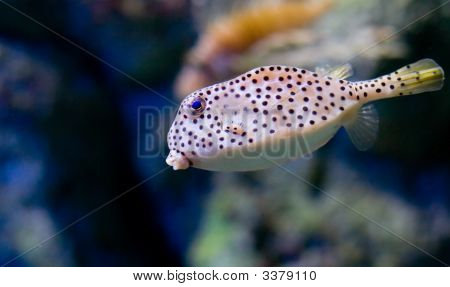 Морской рыбы