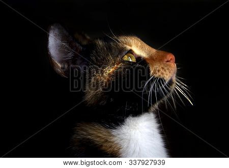 Close-up Of A Calico Cat On A Black Background