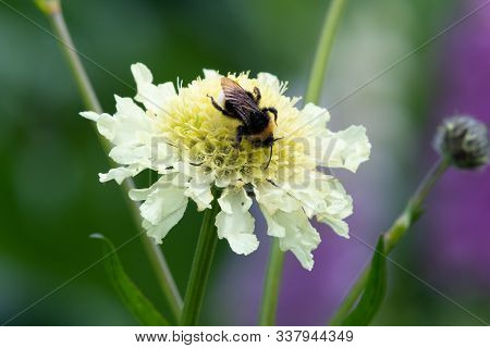 Cream Pincushion Flower (scabiosa Orchroleuca).