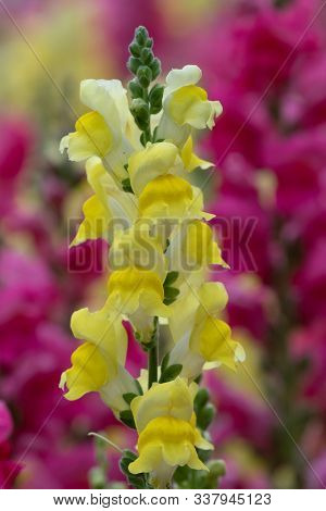 Snapdragon (antirrhinum)