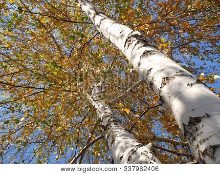 Birch Trees In A Autumn Forest Or Garden With Yellow And Green Leaves Under Bridht Sun, Bottom-up Vi