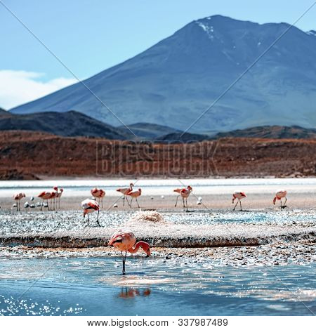 Amazing red Laguna Colorada scenery with flock of beautiful flamingos in mountanious