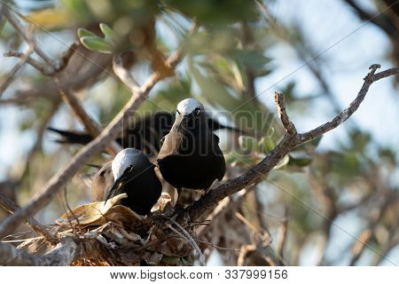 Nesting White Capped Noddy Pair With Gift Of Yellow Leaf On Lady Elliot On Great Barrier Reef, Queen
