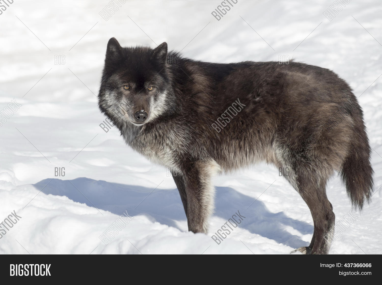 Wild Black Canadian Image & Photo (Free Trial) Bigstock