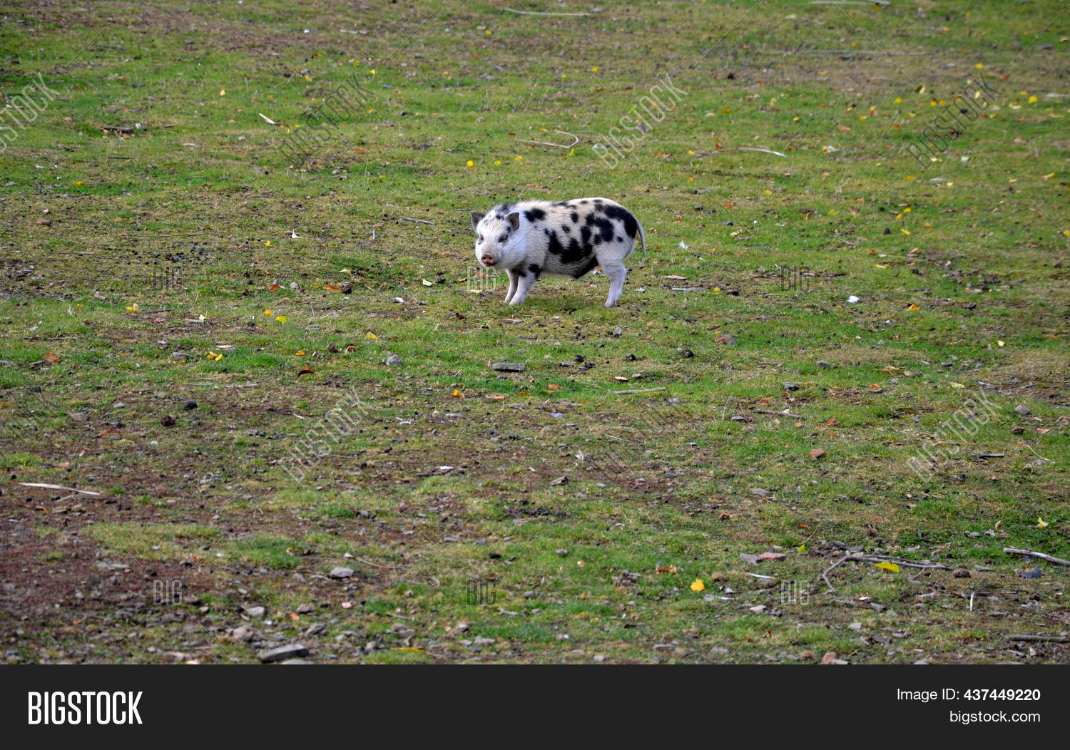 Gottingen Mini Pigs Image & Photo (Free Trial) Bigstock