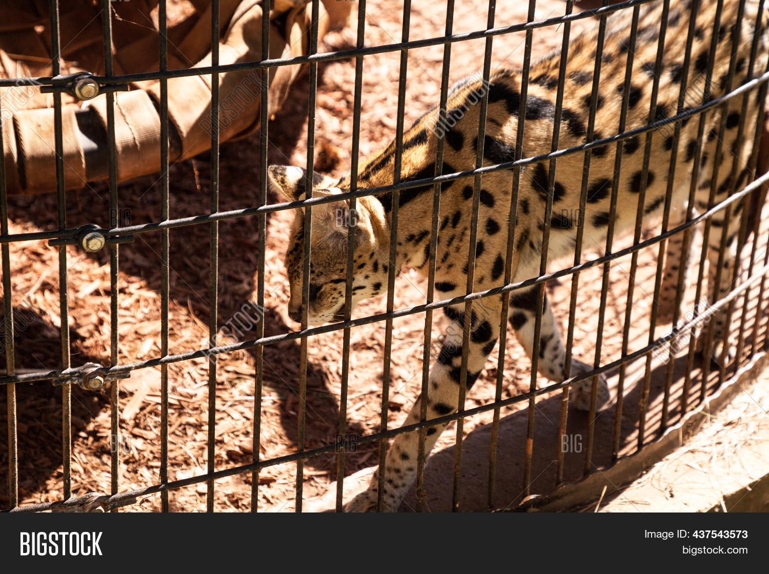 Captive Serval Cat Image & Photo (Free Trial) Bigstock