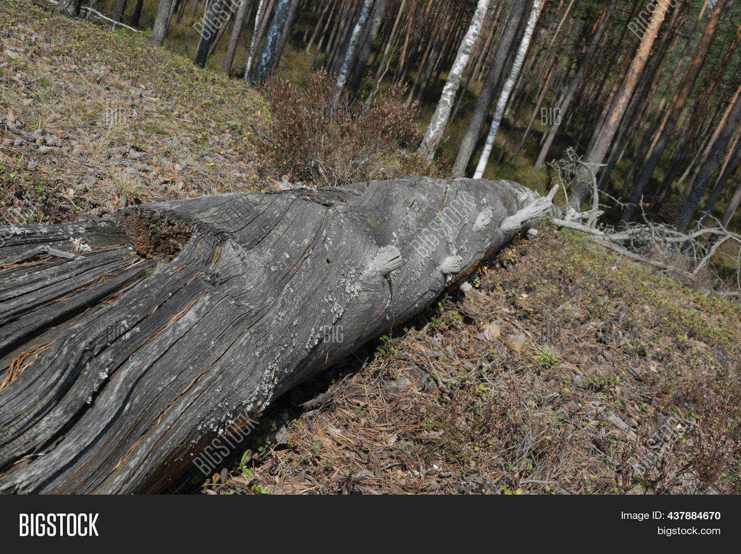 Old Fallen Tree. Dead Image & Photo (Free Trial) Bigstock