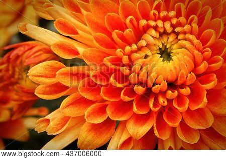 Macro Of The Center Of A Yellow And Orange Garden Mum