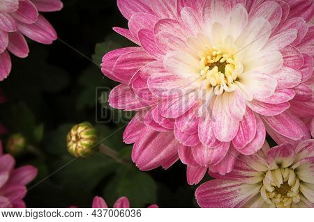 A Background Of A Pink And White Mum With Yellow Center