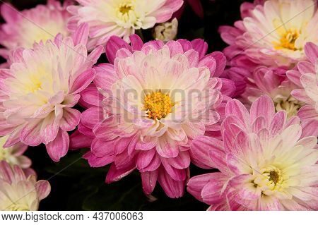 A Mound Of Potted Garden Mums Growing