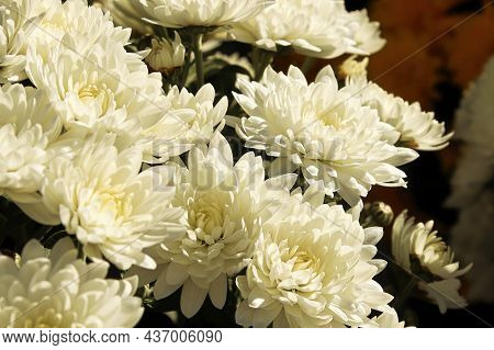 A Bouquet Of White Garden Mums In A Mound