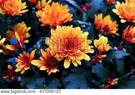 Closeup Of Yellow And Orange Garden Mums With Blue Backgrounds