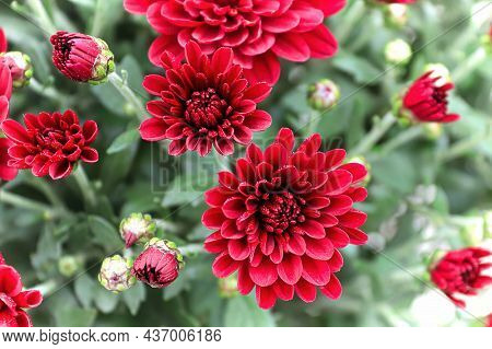 Top View Of Red Garden Mums With A Blur Perspective