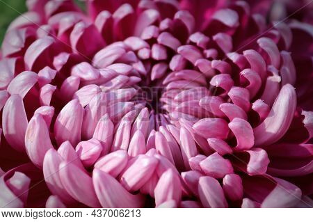 Macro Of Pink Spider Disbud Garden Mums
