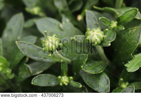 View Of Budding Garden Mums Between Leaves