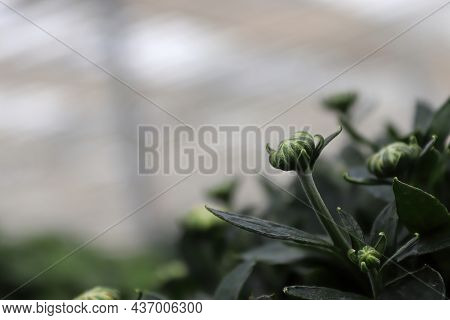 Side View Of A Garden Mum Bud Against Grey