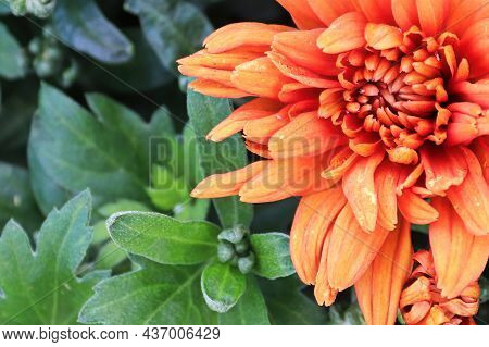 Macro Of An Orange Garden Mum Inbetween Leaves