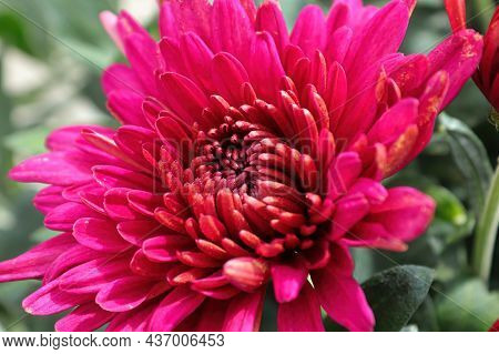 Closeup Of Various Pink Garden Mums In Flower