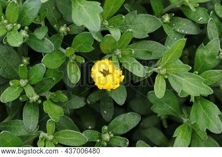 A Single Yellow Garden Mum Starting To Bloom