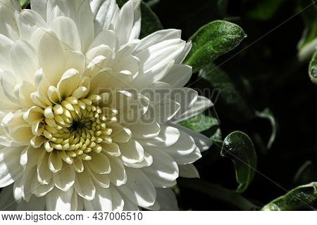 Macro Of A Side View Of A White Garden Mum