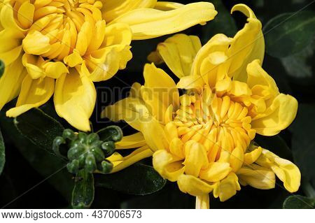 Background Of Yellow Garden Mums In Bloom