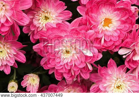 Macro Background Of Pink And White Garden Mums