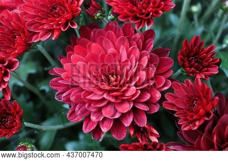 A Background Of Several Pink Garden Mums