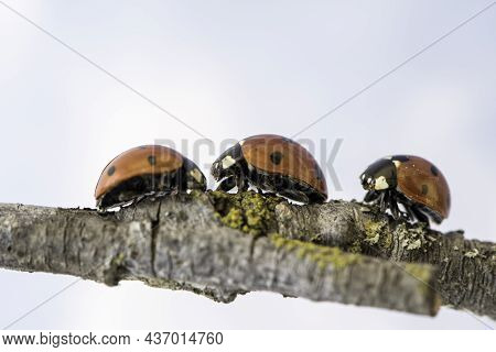 Ladybug Walking On Tree Branch. Red Insect With Black Dots On White Background. Microphotography.