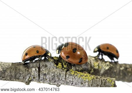 Ladybug Walking On Tree Branch. Red Insect With Black Dots On White Background. Microphotography.