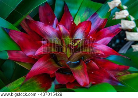 Close-up Of Beautiful Red Flower Of Nidularium Rutilans Full Bloom Grown In A Botanic Garden. No Foc