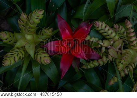 Beautiful Red Flower Of Nidularium Billbergioides Full Bloom Grown In A Botanic Garden. No Focus, Sp