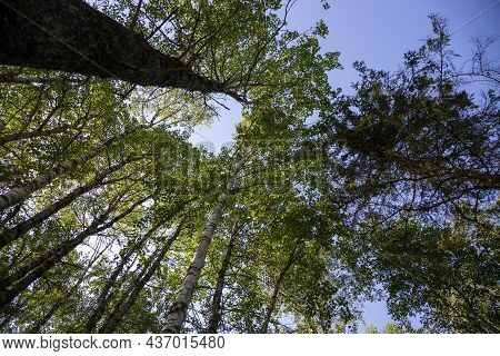 Tall Karelian Spruce Trees In The Forest In The Park Of The Great Marble Canyon In Ruskeale In The R