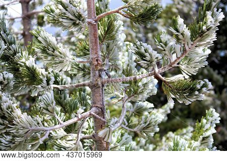 Ice On Pine Tree Branches And Needles After A Snow Storm Taken In An Alpine Evergreen Forest