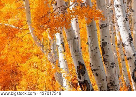 Close up shot of Aspen trees with golden fall foliage
