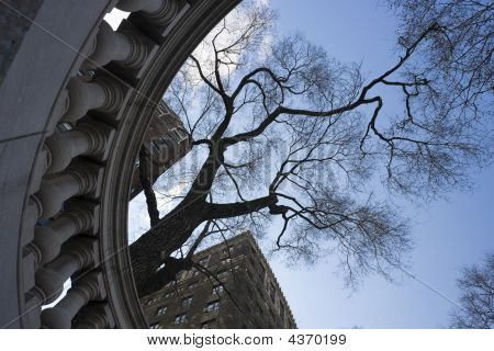 New York ağacında
